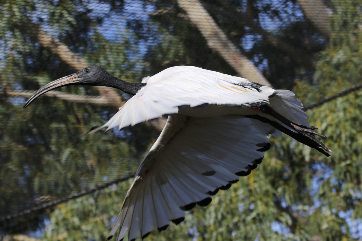 Sacred Ibis in flight at ZSL London Zoo 2/11/2018