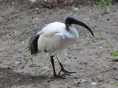 Sacred Ibis in Kishinev Zoo