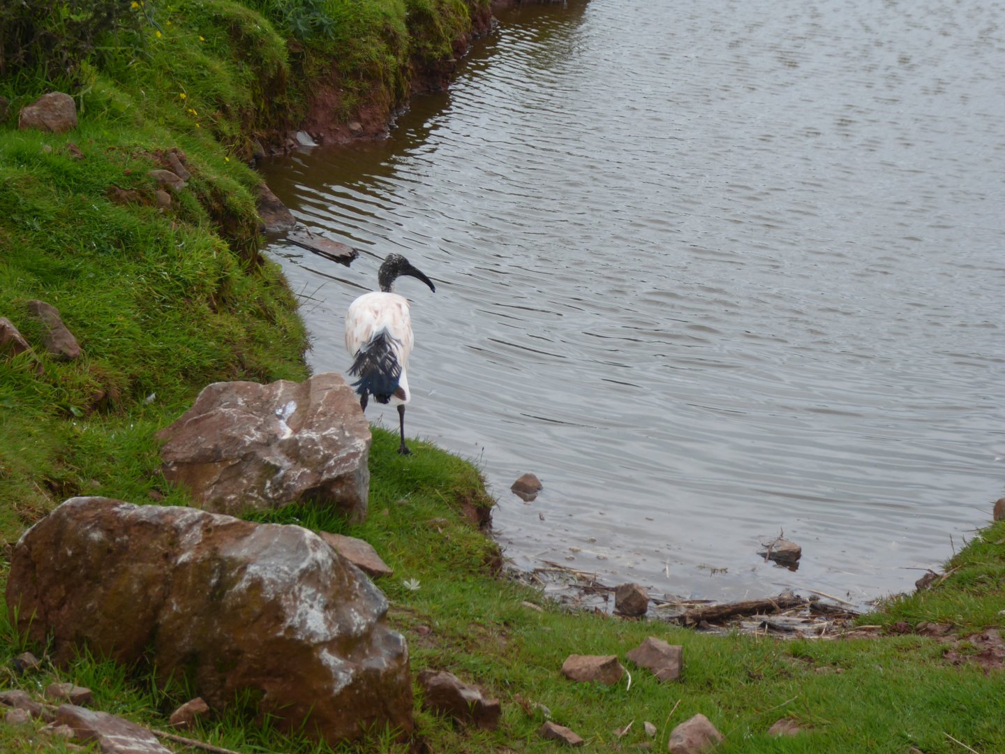 Sacred ibis in walkthrough enclosure 020817