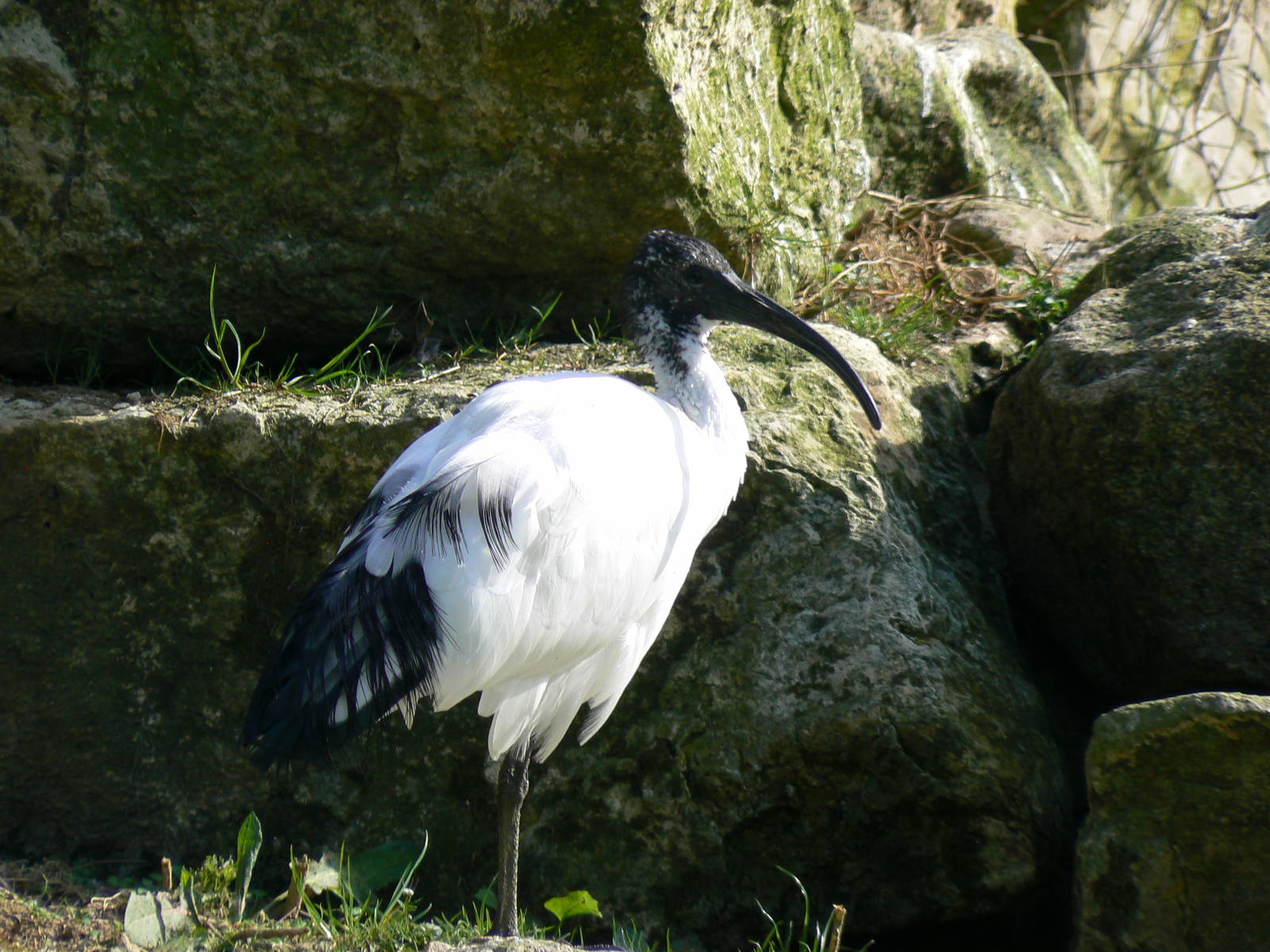 Sacred Ibis- Into Africa