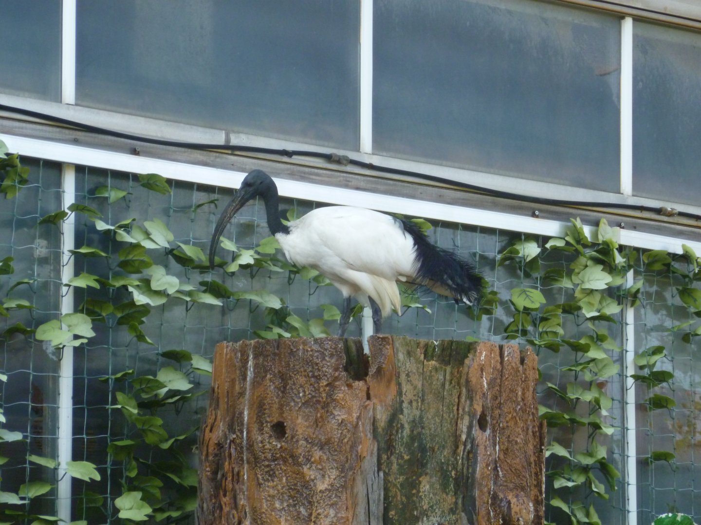 Sacred ibis  July 2016
