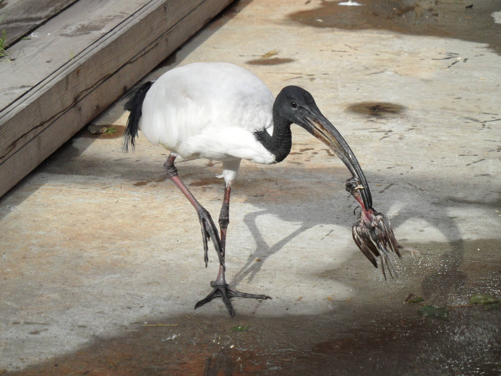 Sacred ibis killing house sparrow