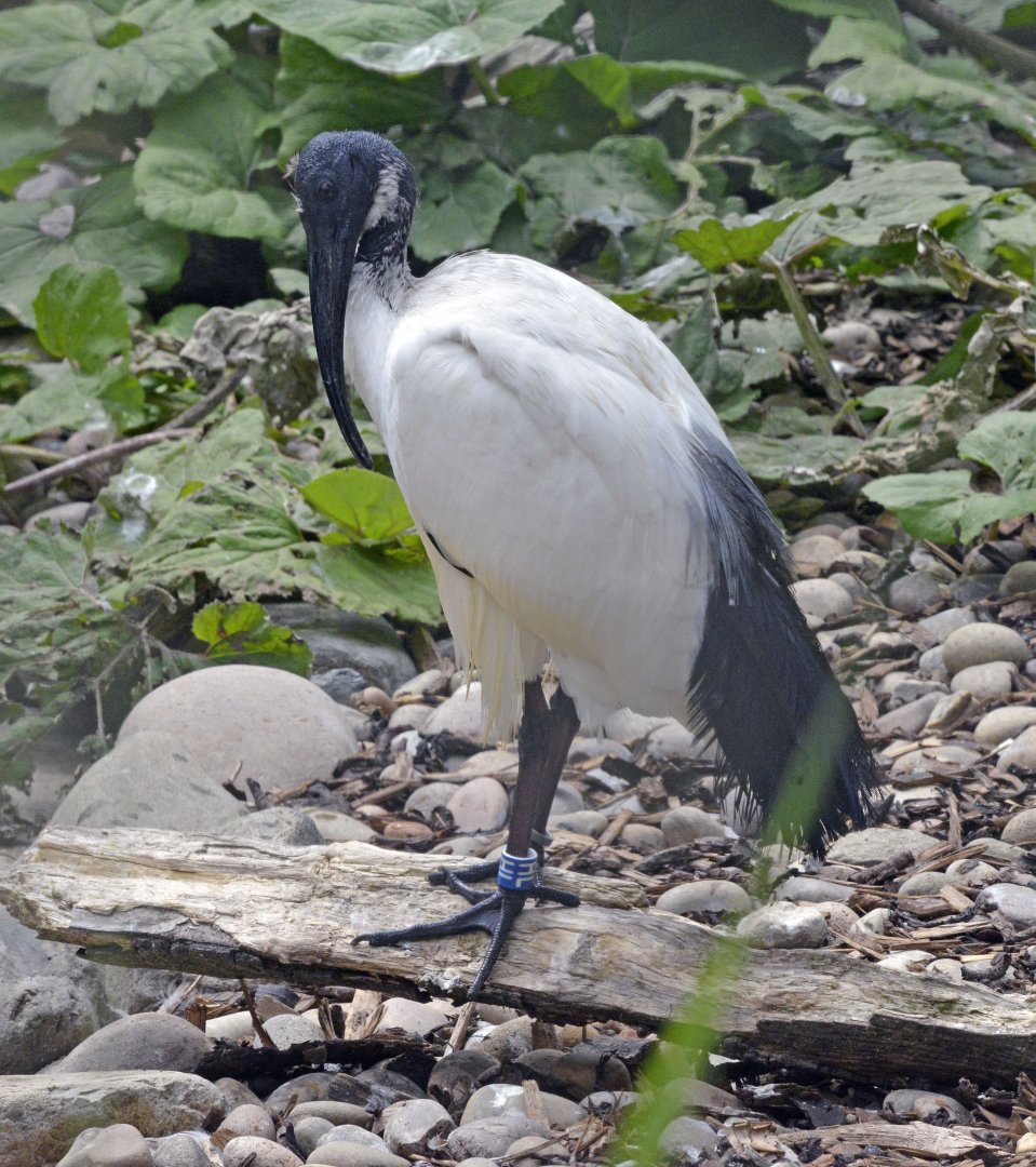 Sacred Ibis London zoo 25 07 2020
