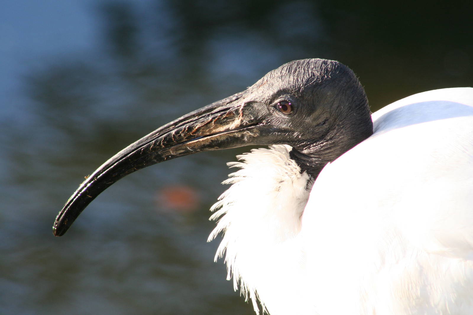 Sacred Ibis @ Lotherton; 10.11.2010