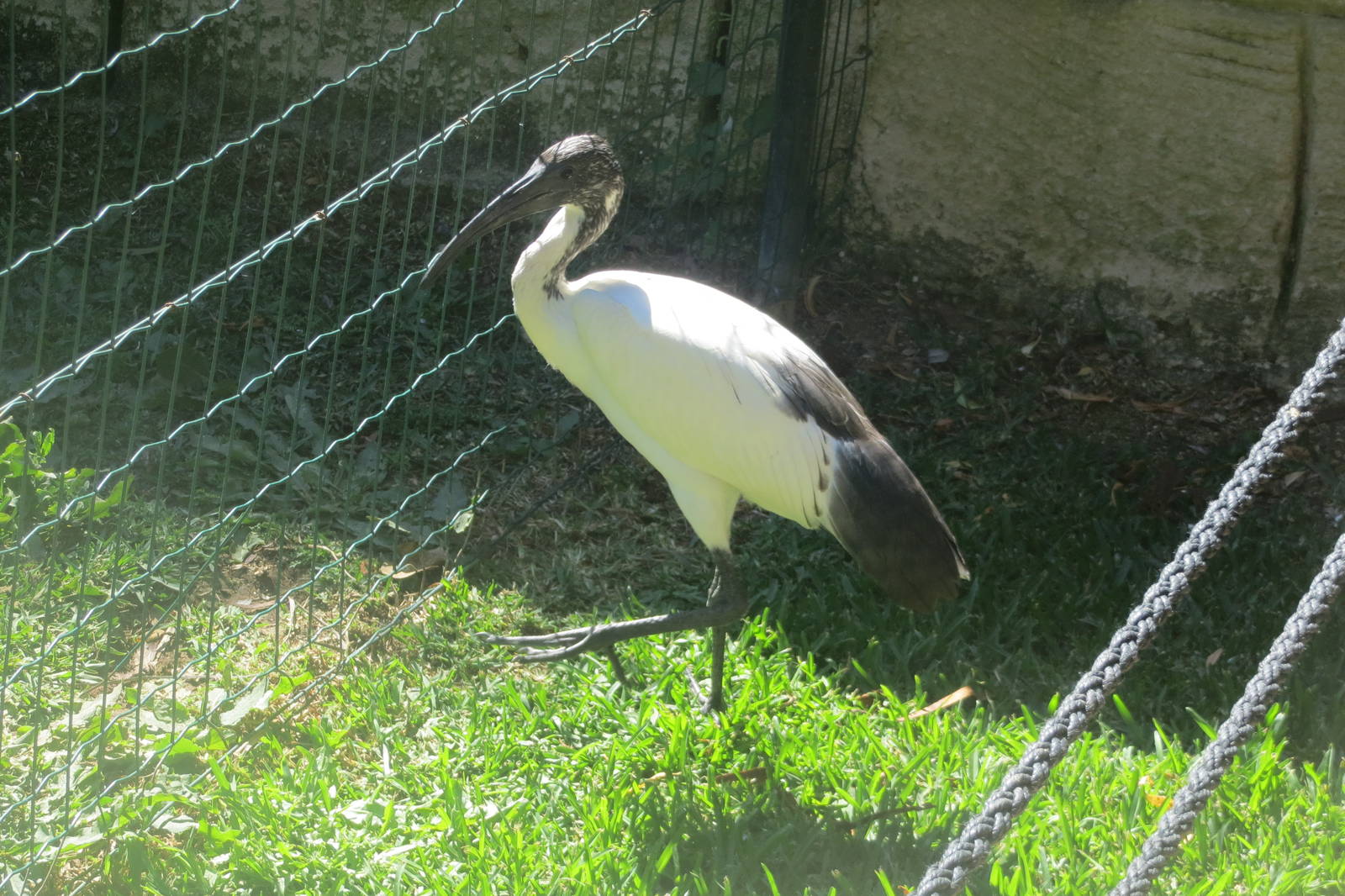 Sacred Ibis May 2014