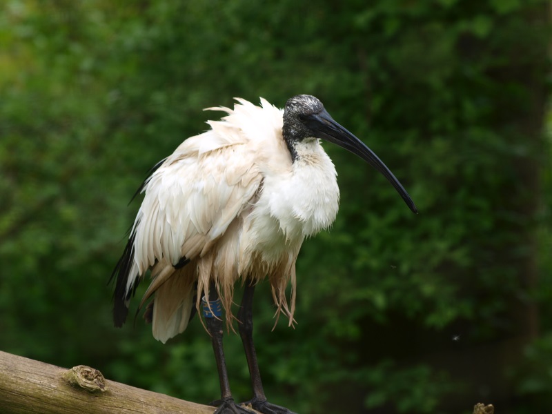 Sacred ibis (May 2nd, 2015)