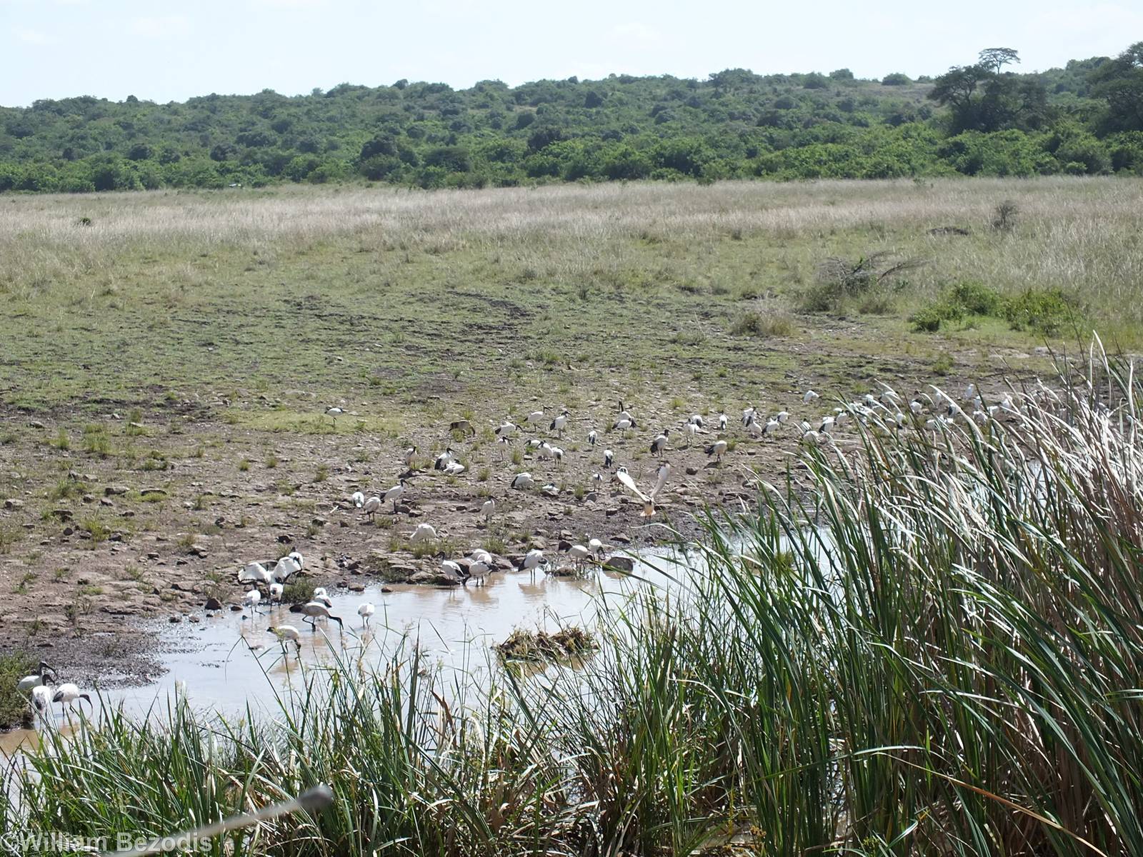 Sacred Ibis - Nairobi National Park