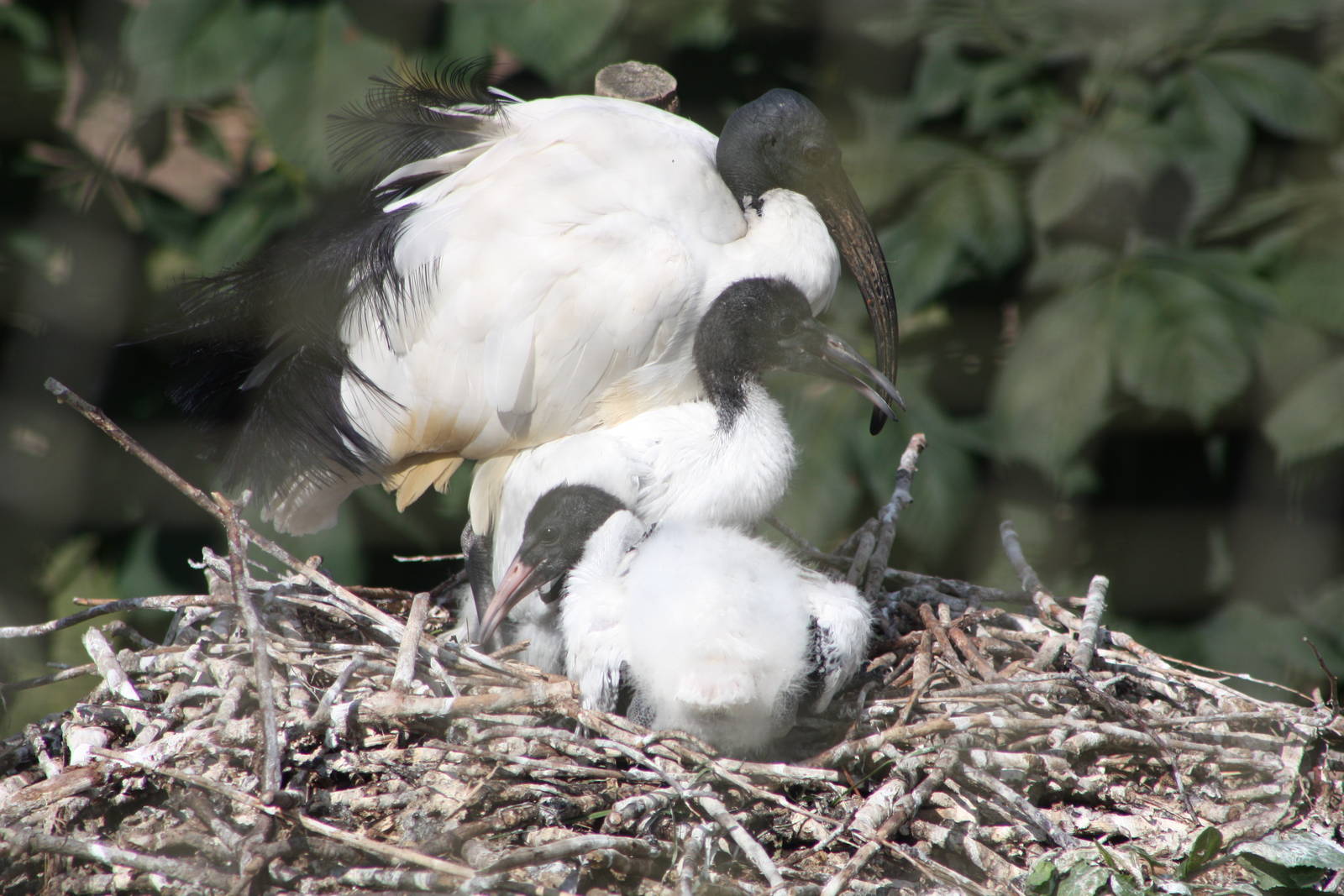 Sacred Ibis nest, 4th August 2014