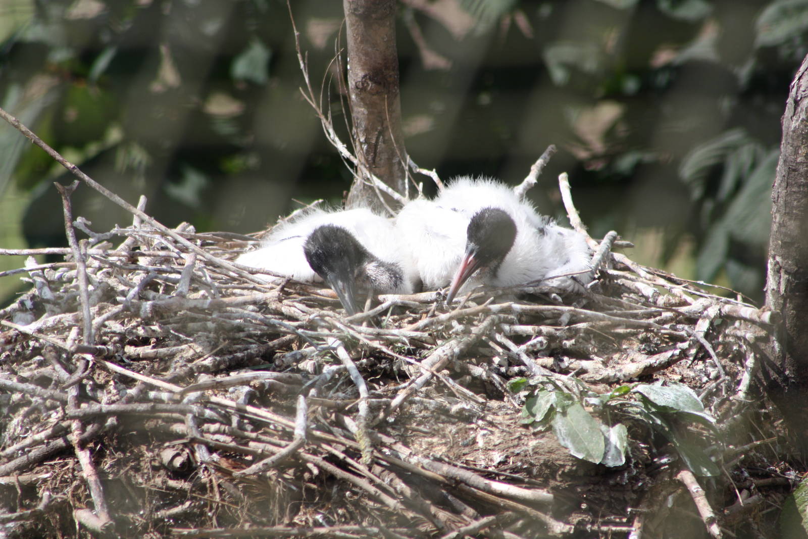 Sacred Ibis nest, 4th August 2014