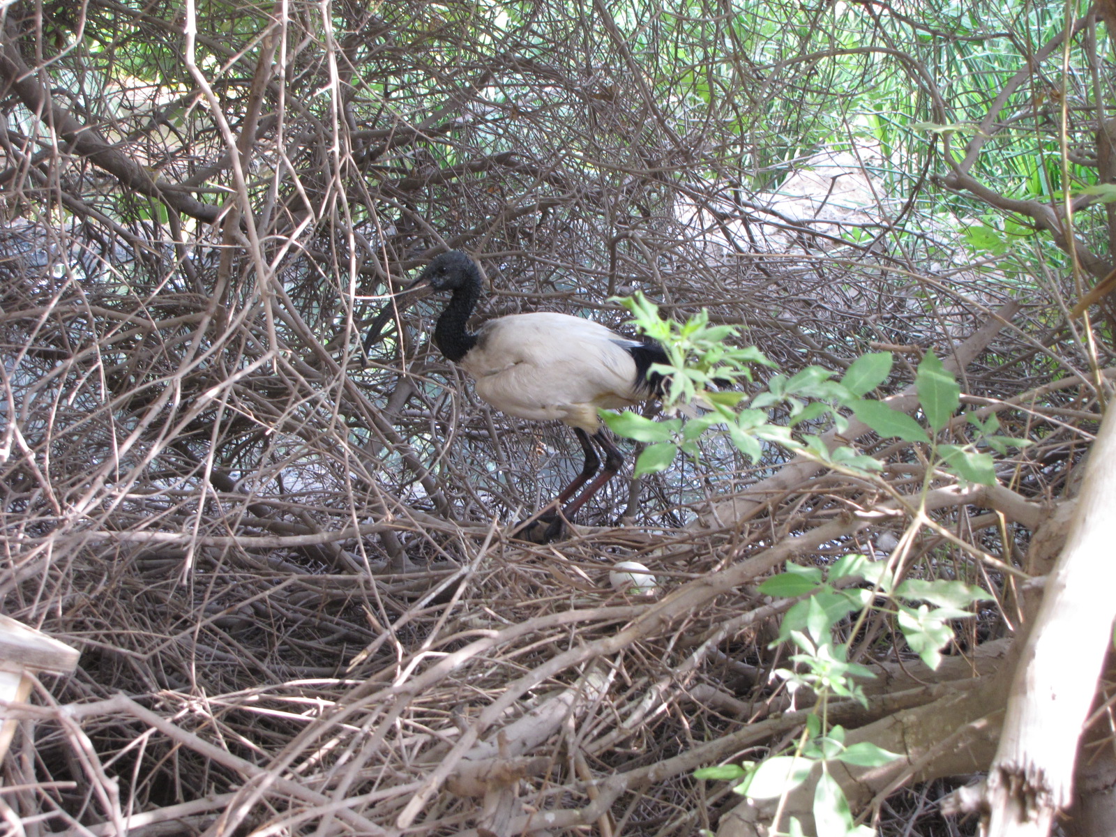 Sacred ibis Nest