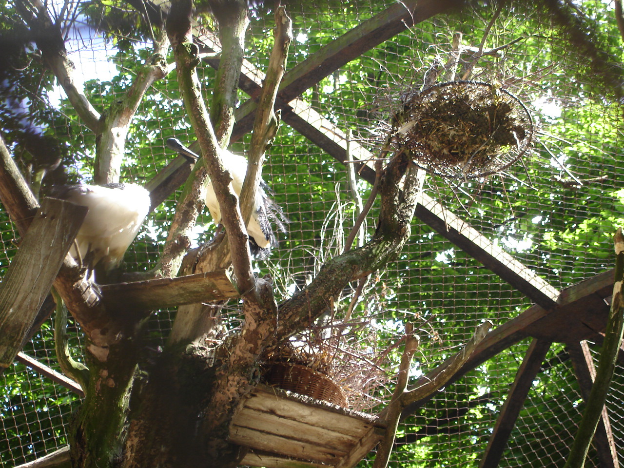 Sacred ibis nests