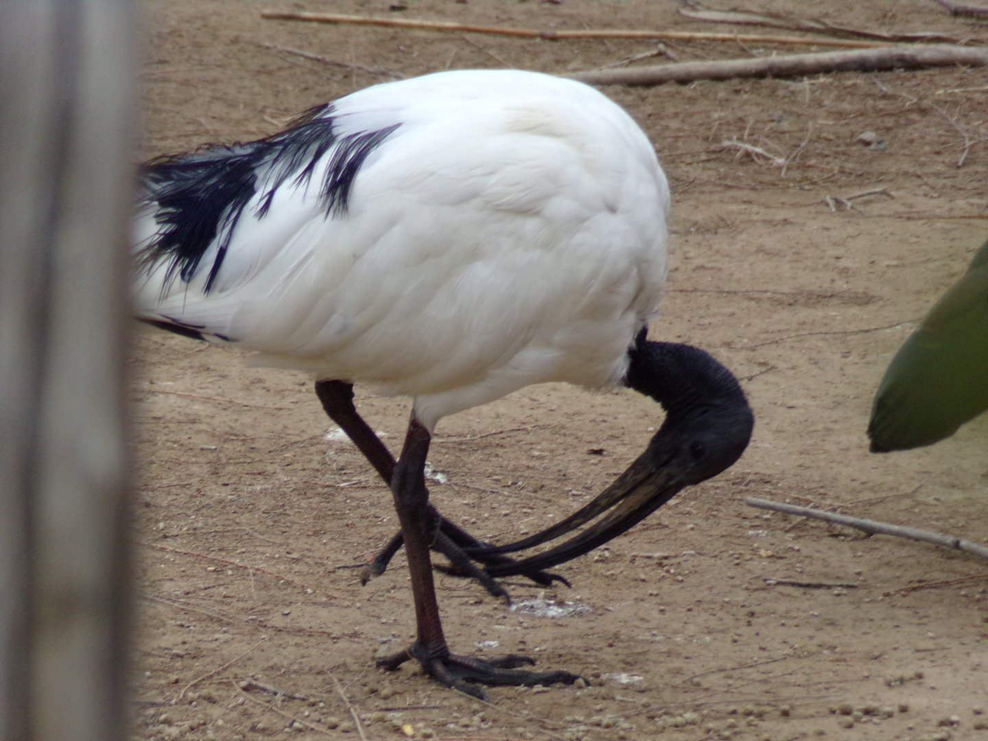 Sacred ibis - Réserve Africaine de Sigean (2024)