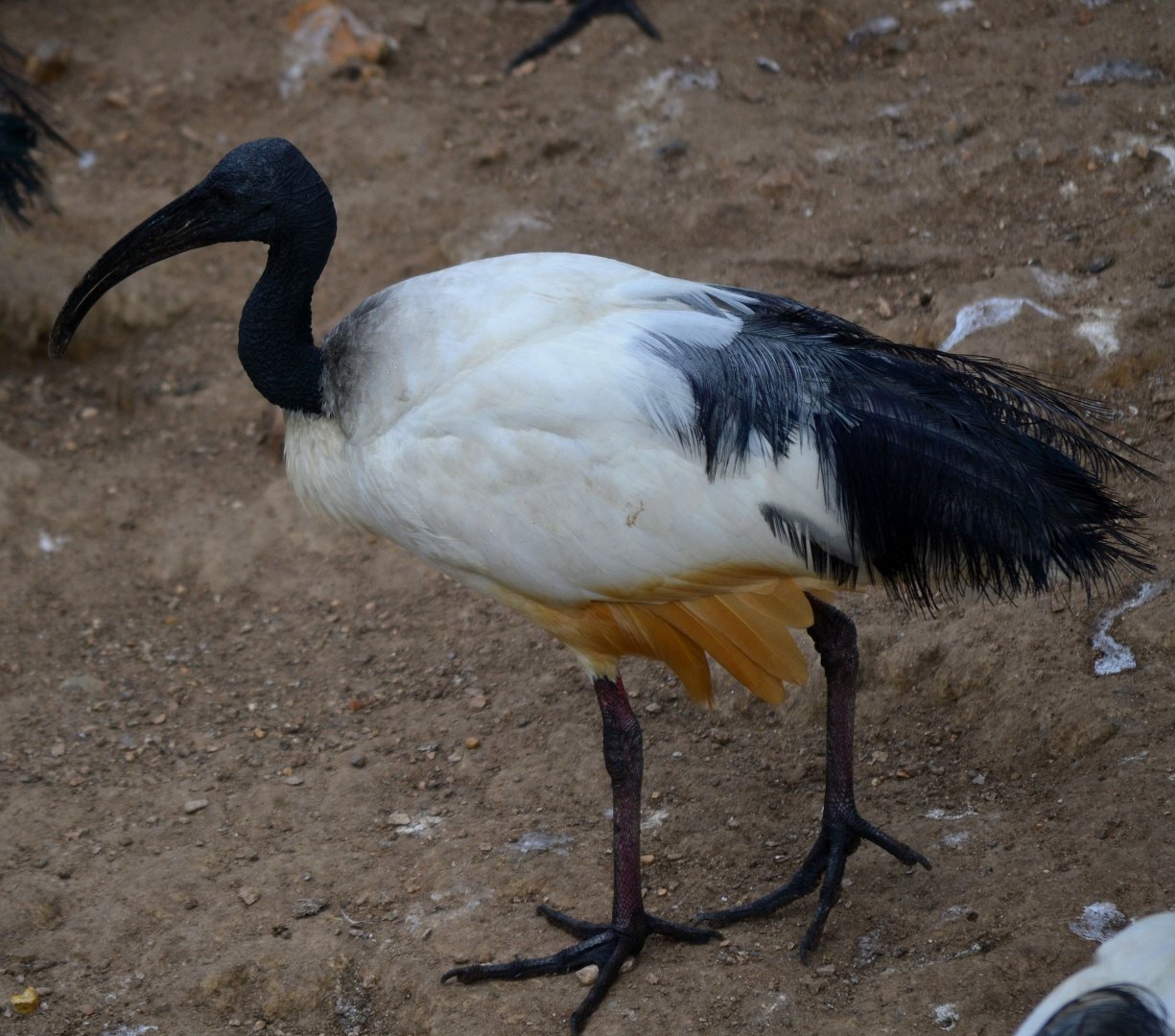 Sacred Ibis - September 2016