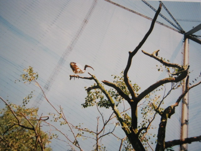 Sacred Ibis Snowdon Aviary 1999.