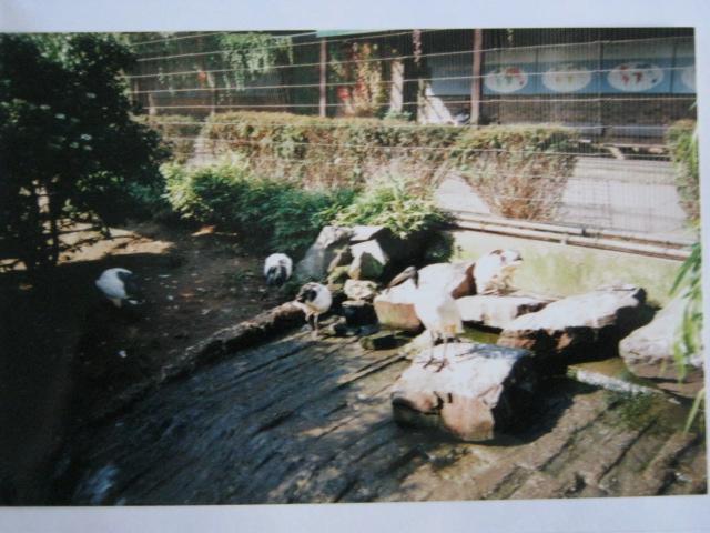 Sacred Ibis Snowdon Aviary October 1999.