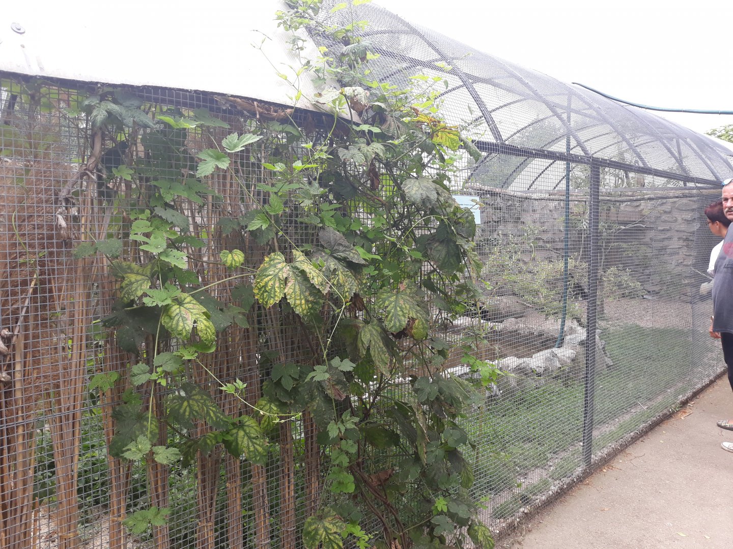 Sacred ibis + Swinhoe's pheasant aviary