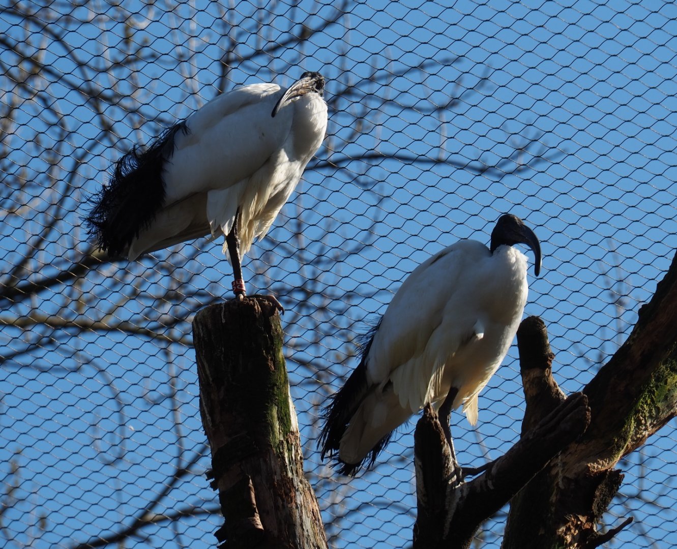 Sacred ibis (Threskiornis aethiopicus), 2019-03-30