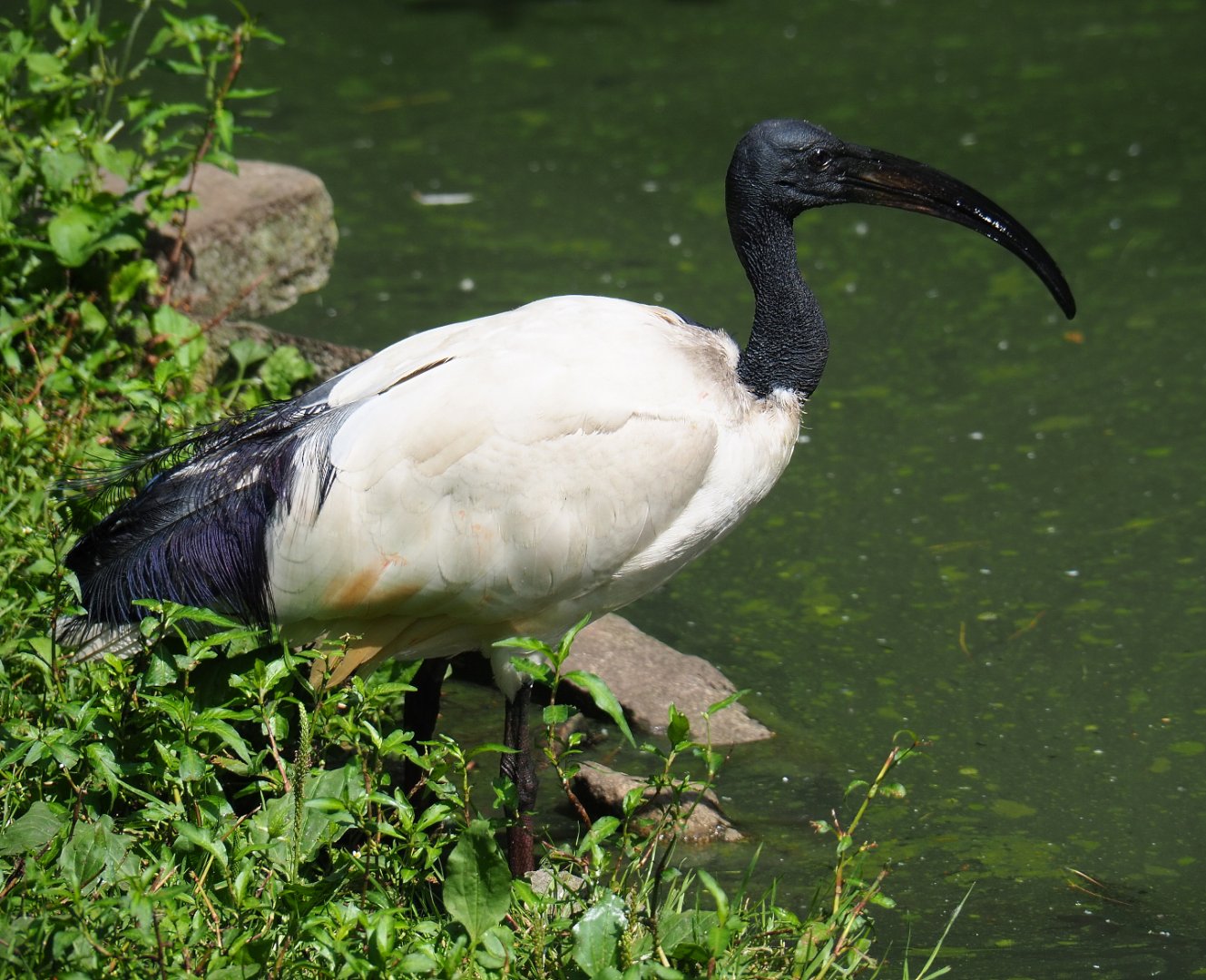 Sacred ibis (Threskiornis aethiopicus), 2019-08-04