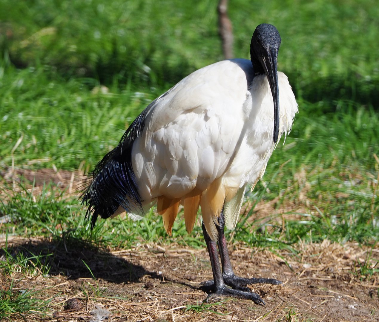 Sacred ibis (Threskiornis aethiopicus), 2019-09-15