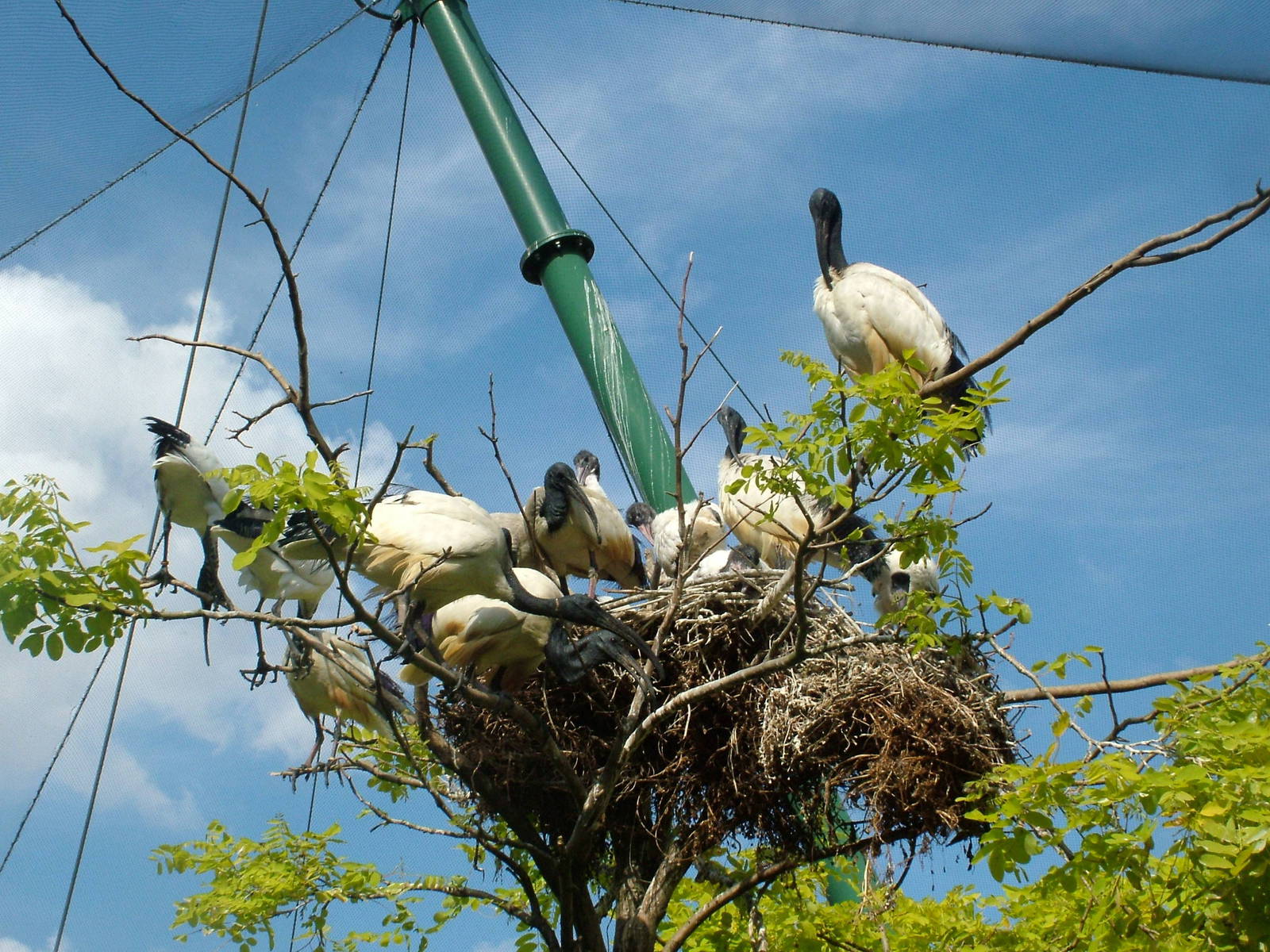 Sacred Ibis (Threskiornis aethiopicus) at Lotherton Hall Bird Gardens