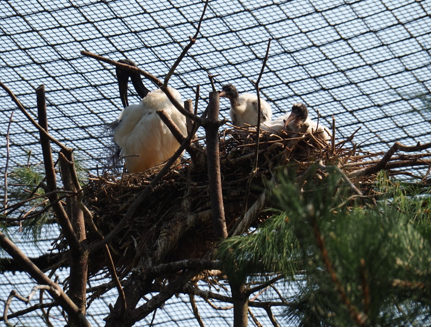 Sacred ibis (Threskiornis aethiopicus) nest (Aug 28th, 2018)