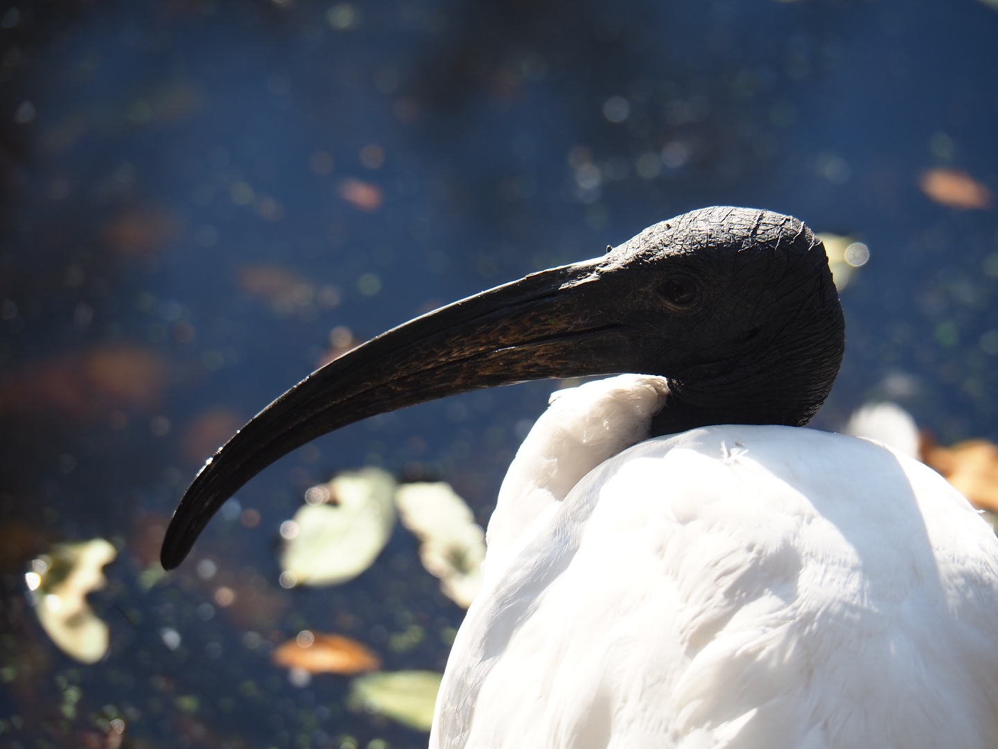 Sacred ibis (Threskiornis aethiopicus), Nov 18th, 2018