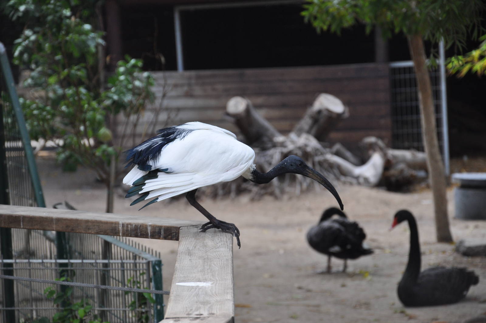 Sacred ibis / Threskiornis aethiopicus