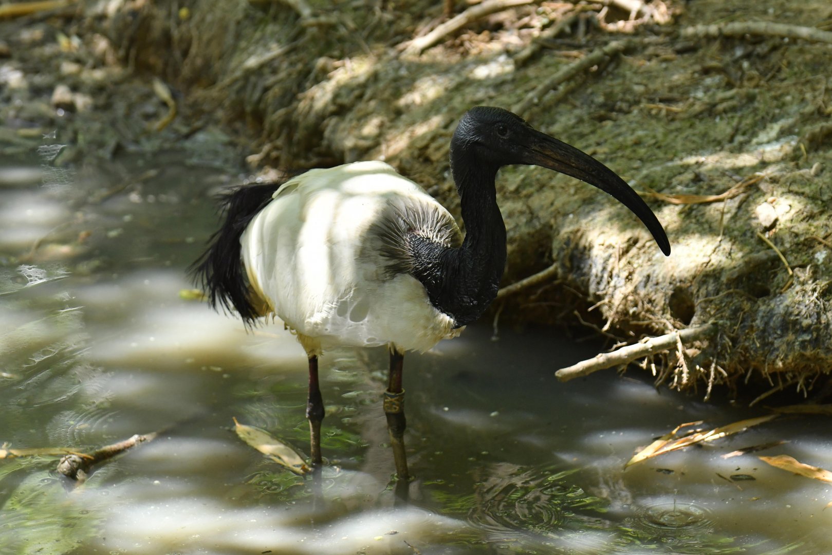 Sacred ibis (Threskiornis aethiopicus)