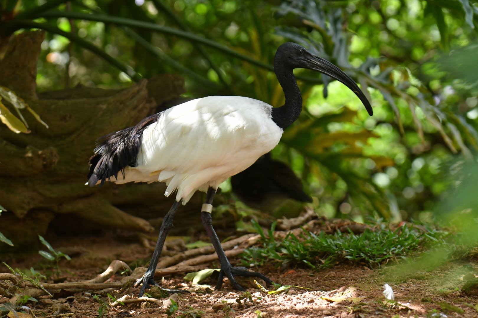Sacred Ibis Threskiornis aethiopicus