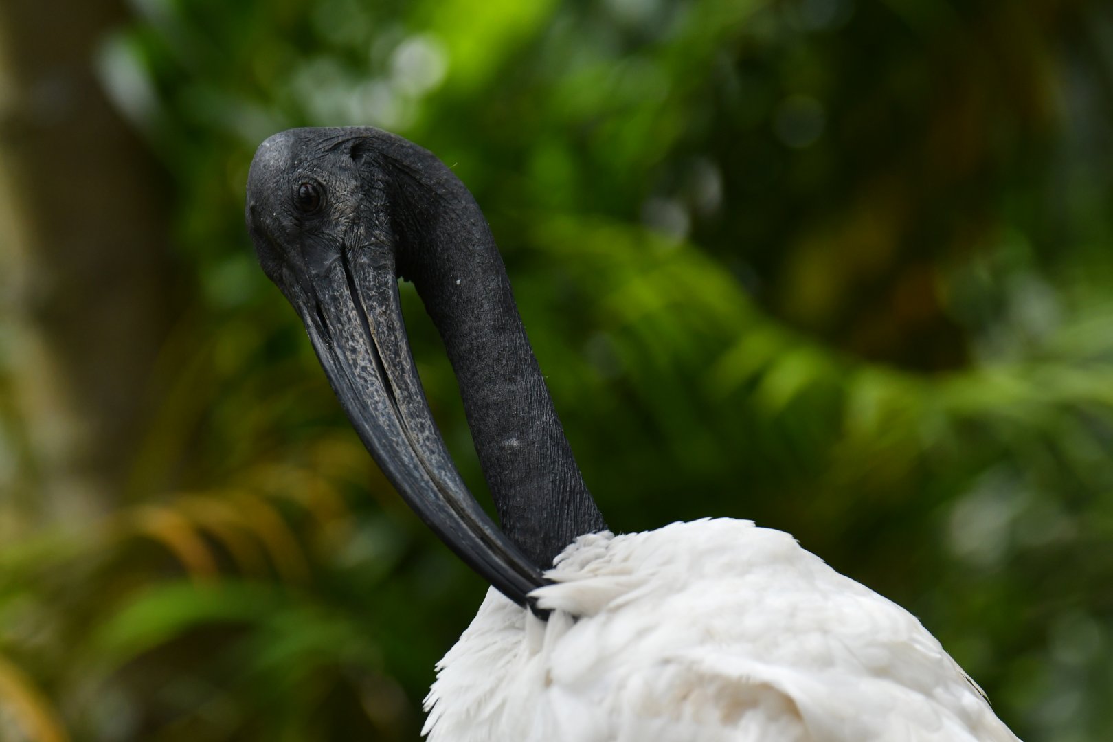 Sacred Ibis Threskiornis aethiopicus