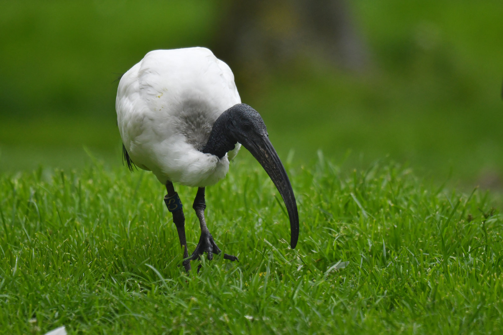 Sacred ibis (Threskiornis aethiopicus)