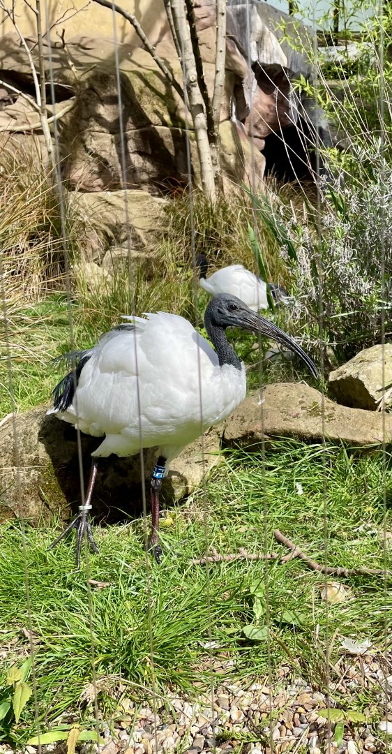 Sacred ibis, Threskiornis aethiopicus