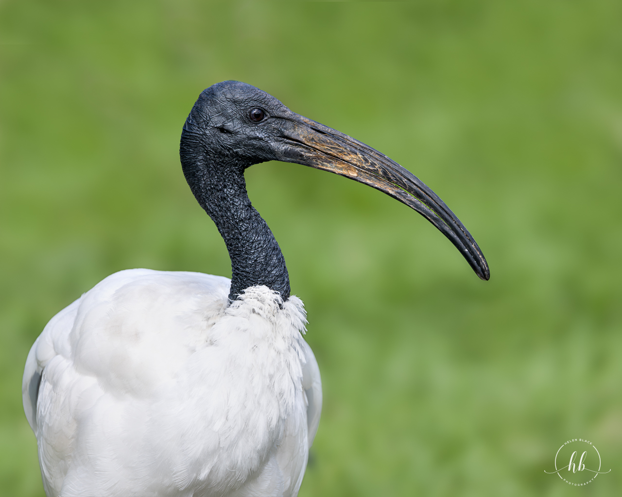 Sacred Ibis / Thrigby / 11-4-24