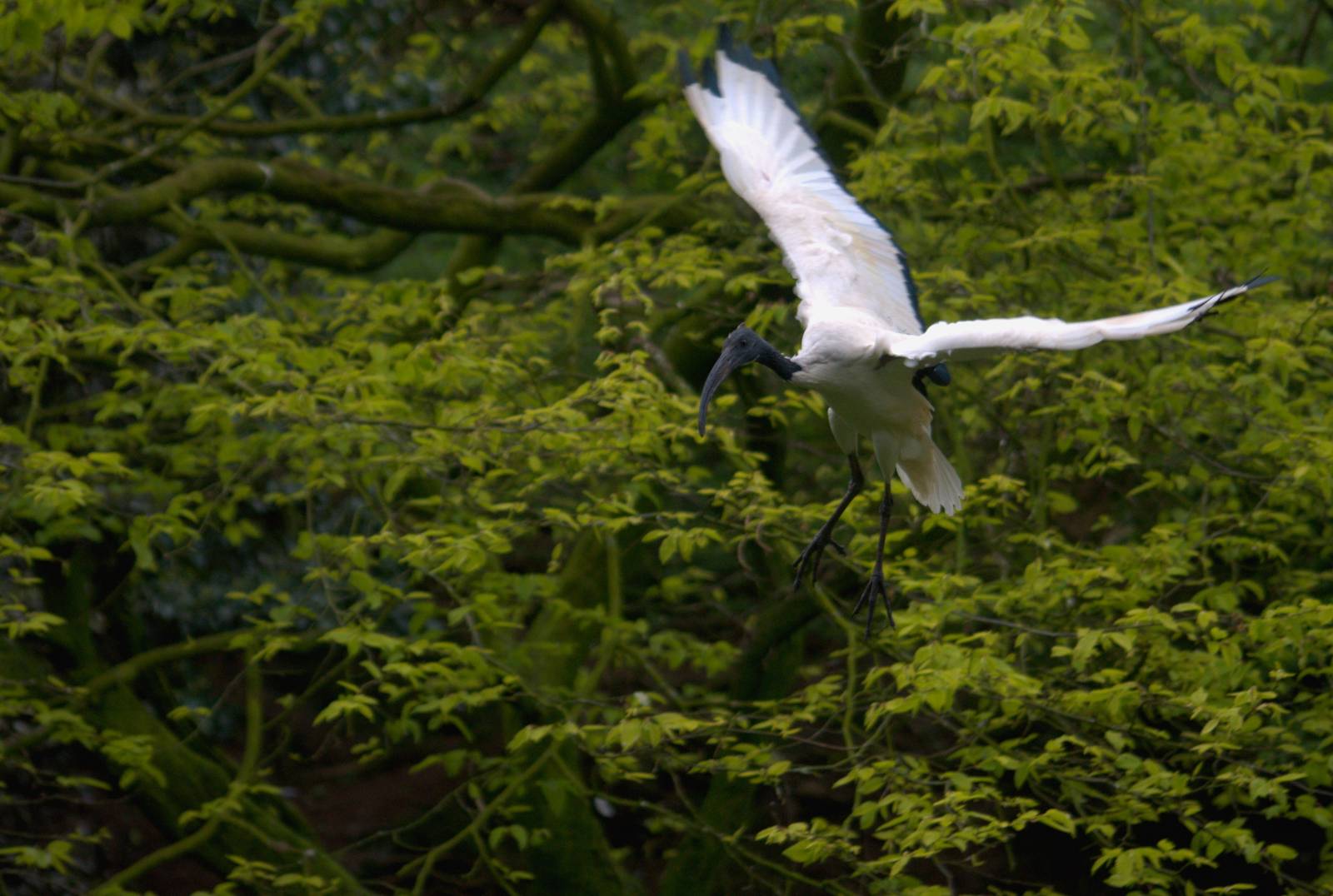 Sacred Ibis - Walk-through Aviary - Belfast Zoo