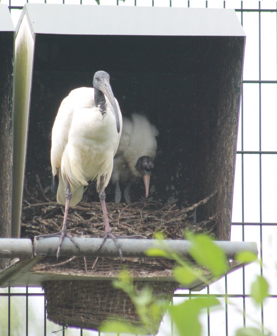 Sacred ibis with young