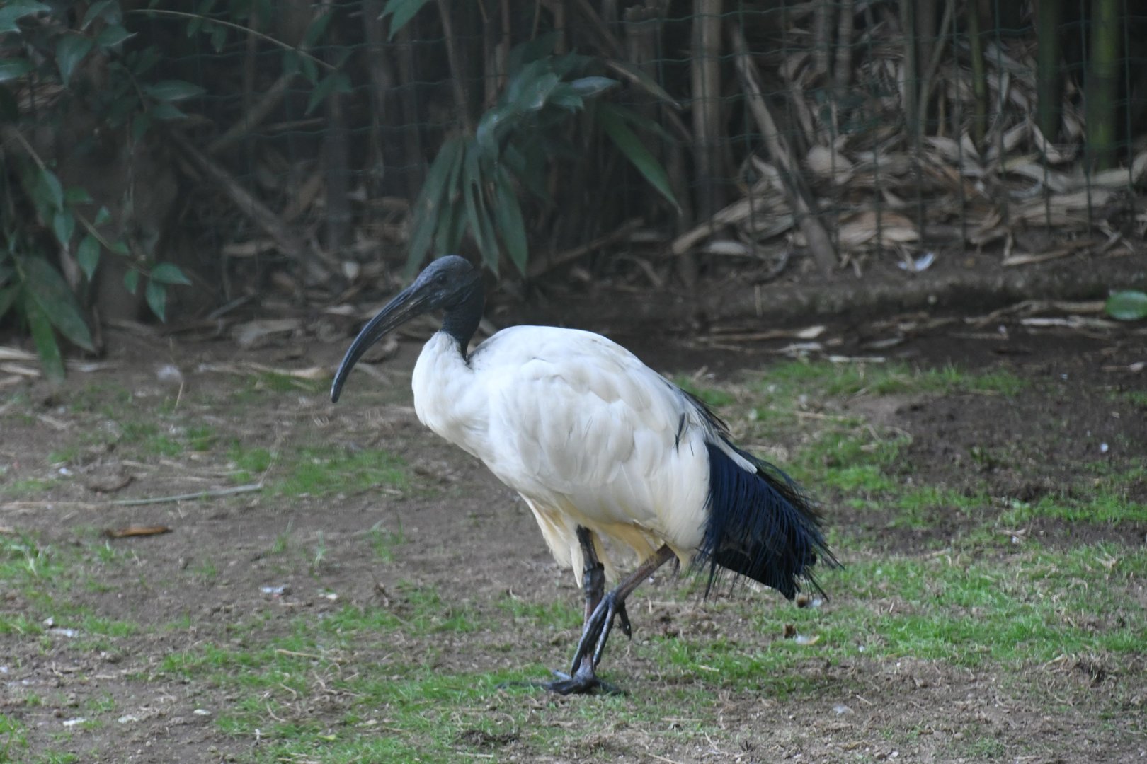 Sacred Ibis (Zoo Lourosa)