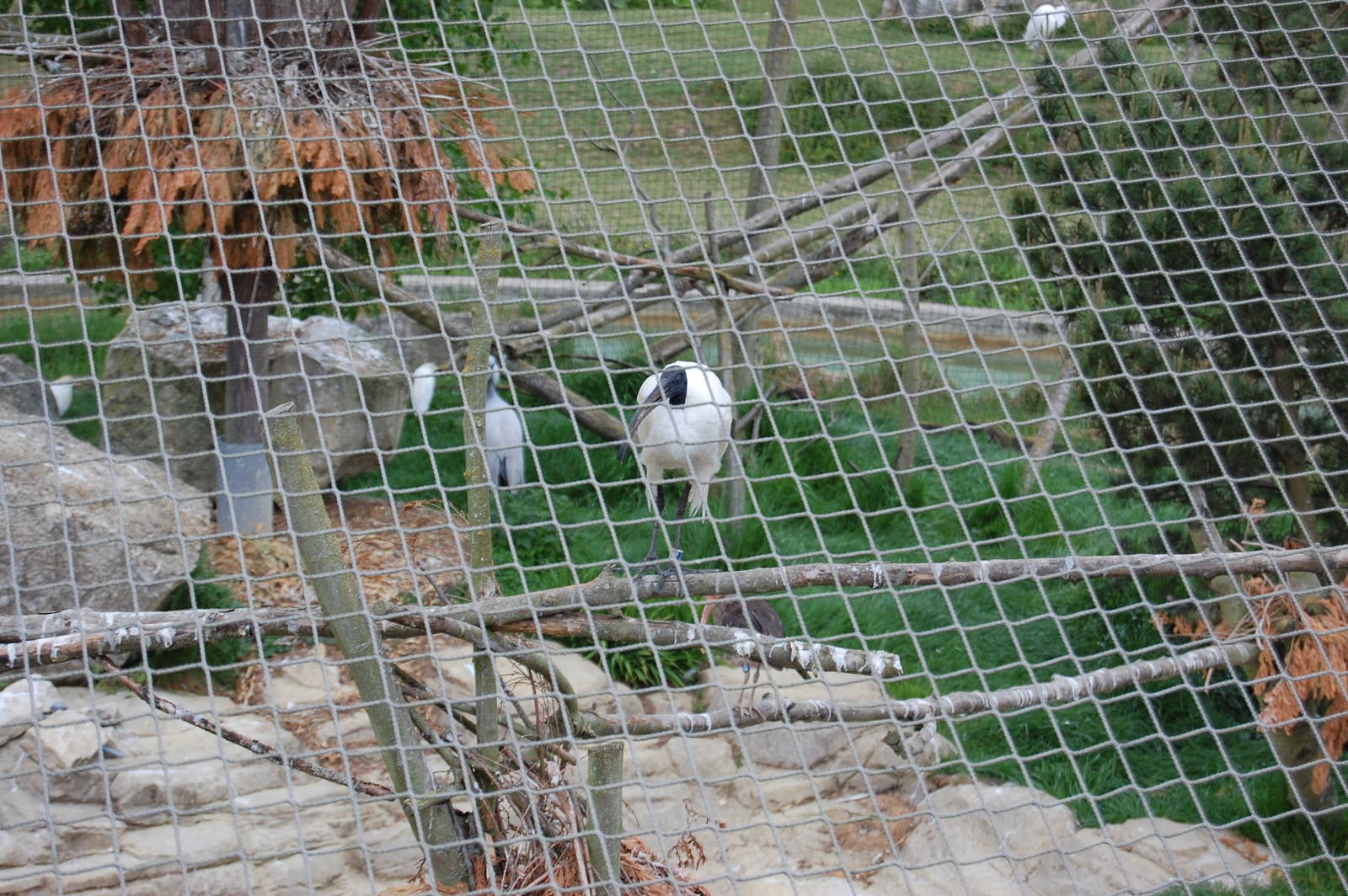 Sacred ibis