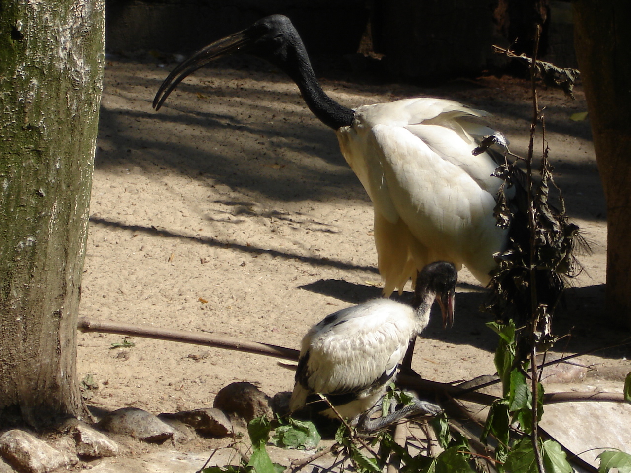 Sacred ibis