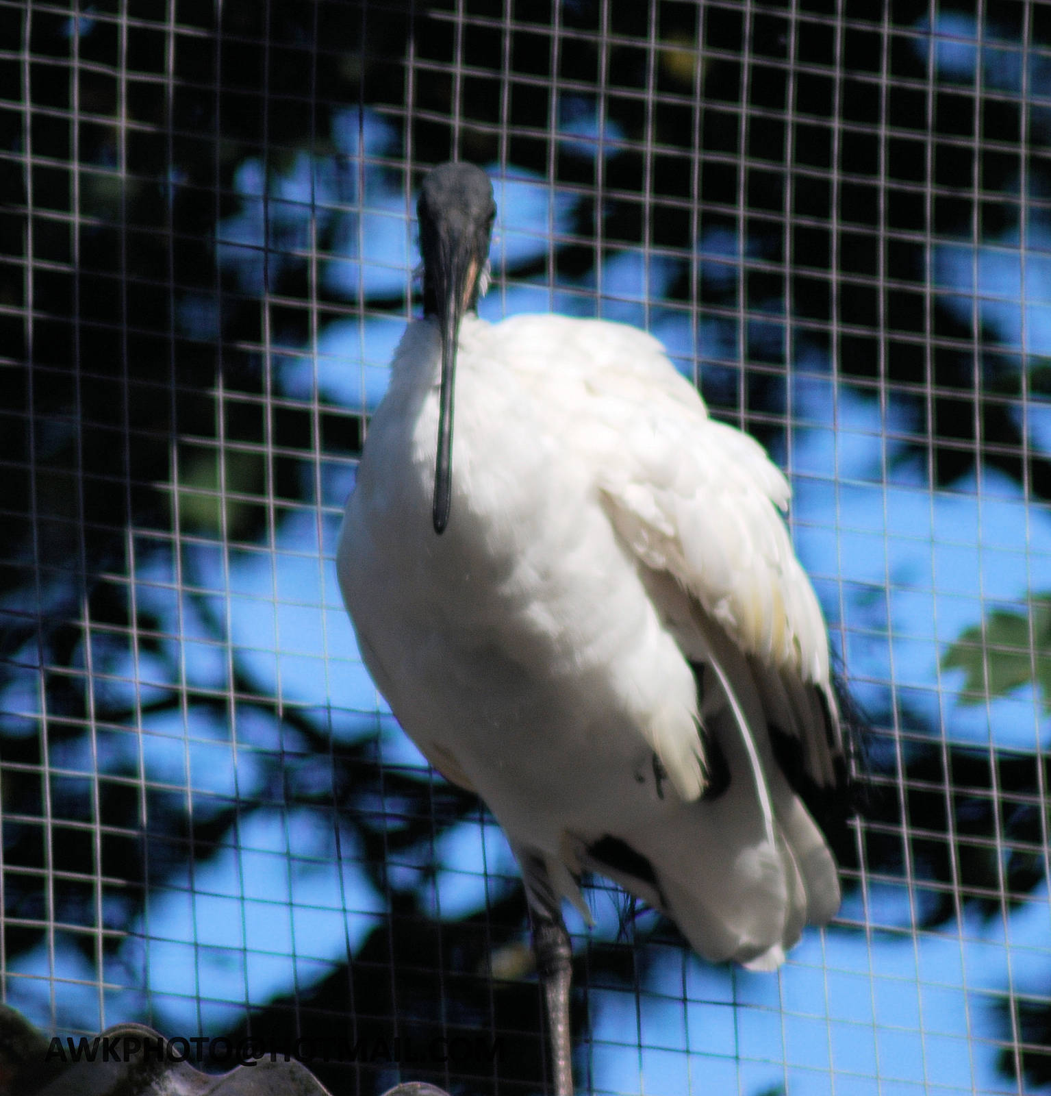SACRED IBIS