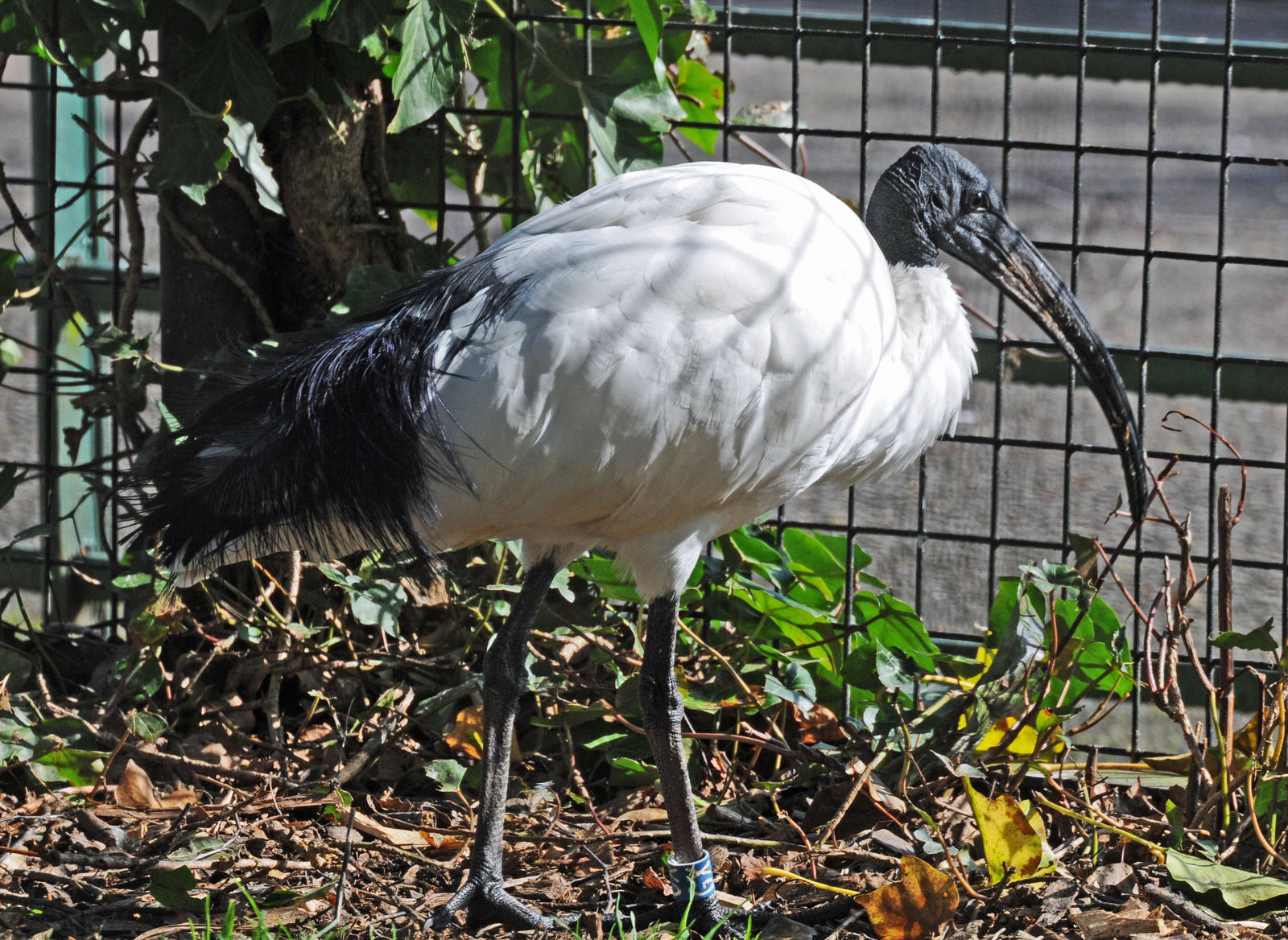 SACRED IBIS