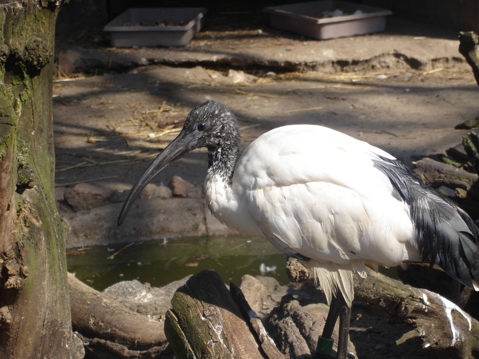 Sacred ibis