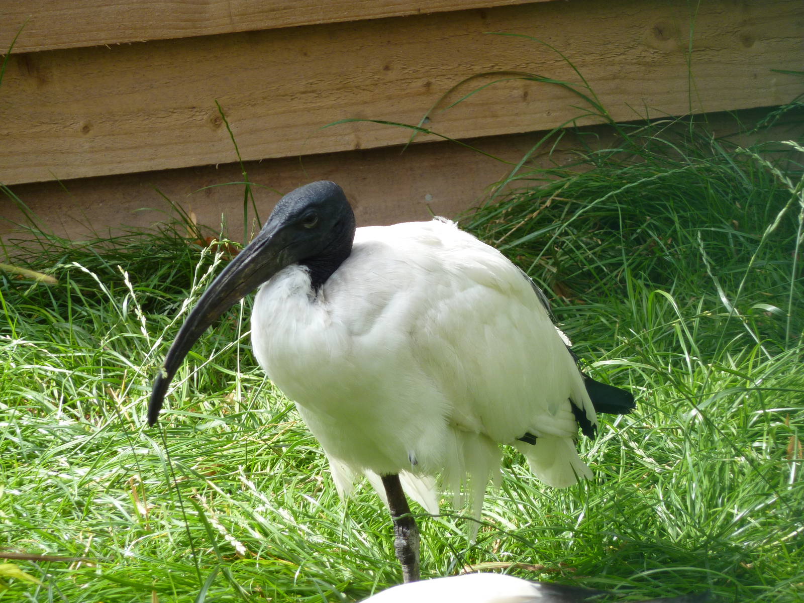 Sacred ibis