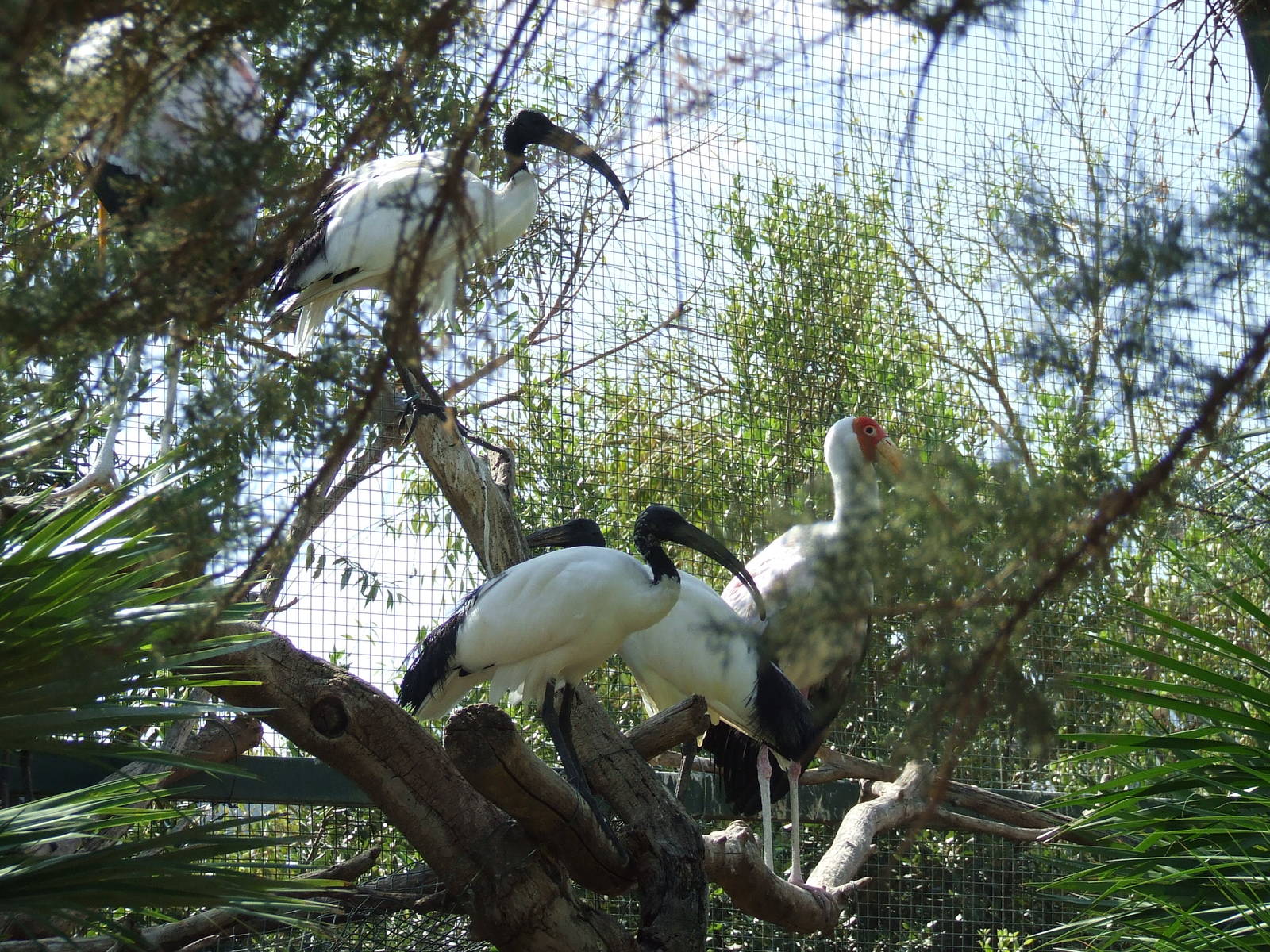 Sacred ibis