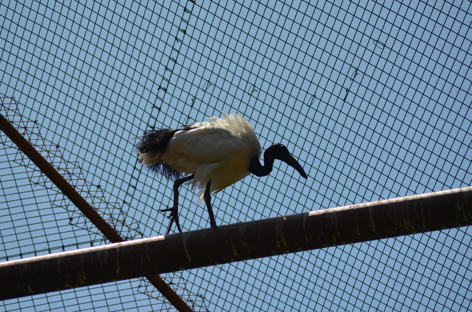 Sacred Ibis