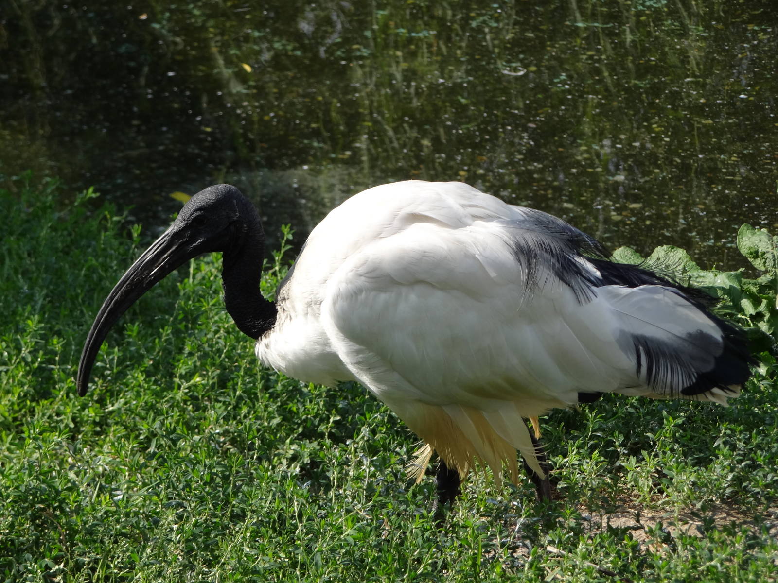 Sacred Ibis
