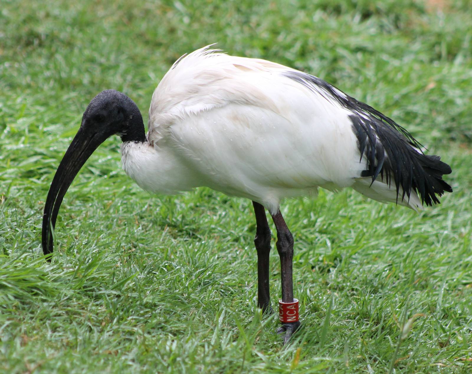 Sacred ibis