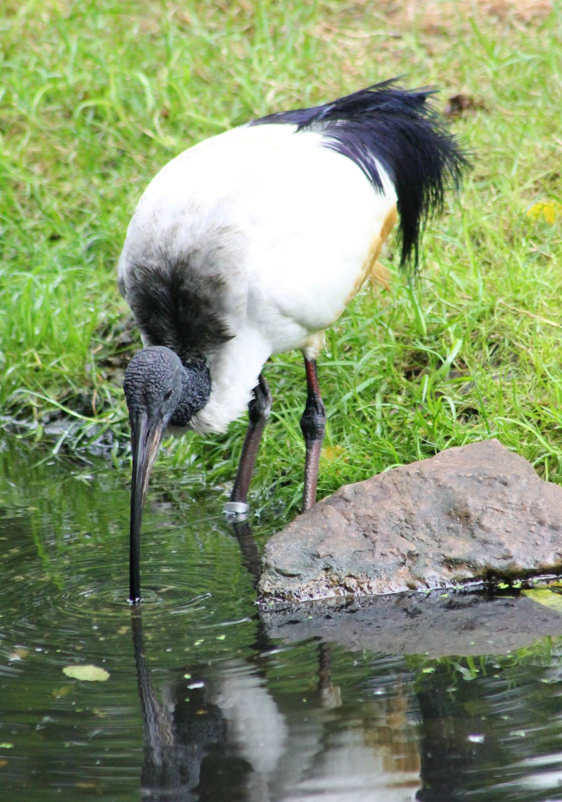 Sacred ibis