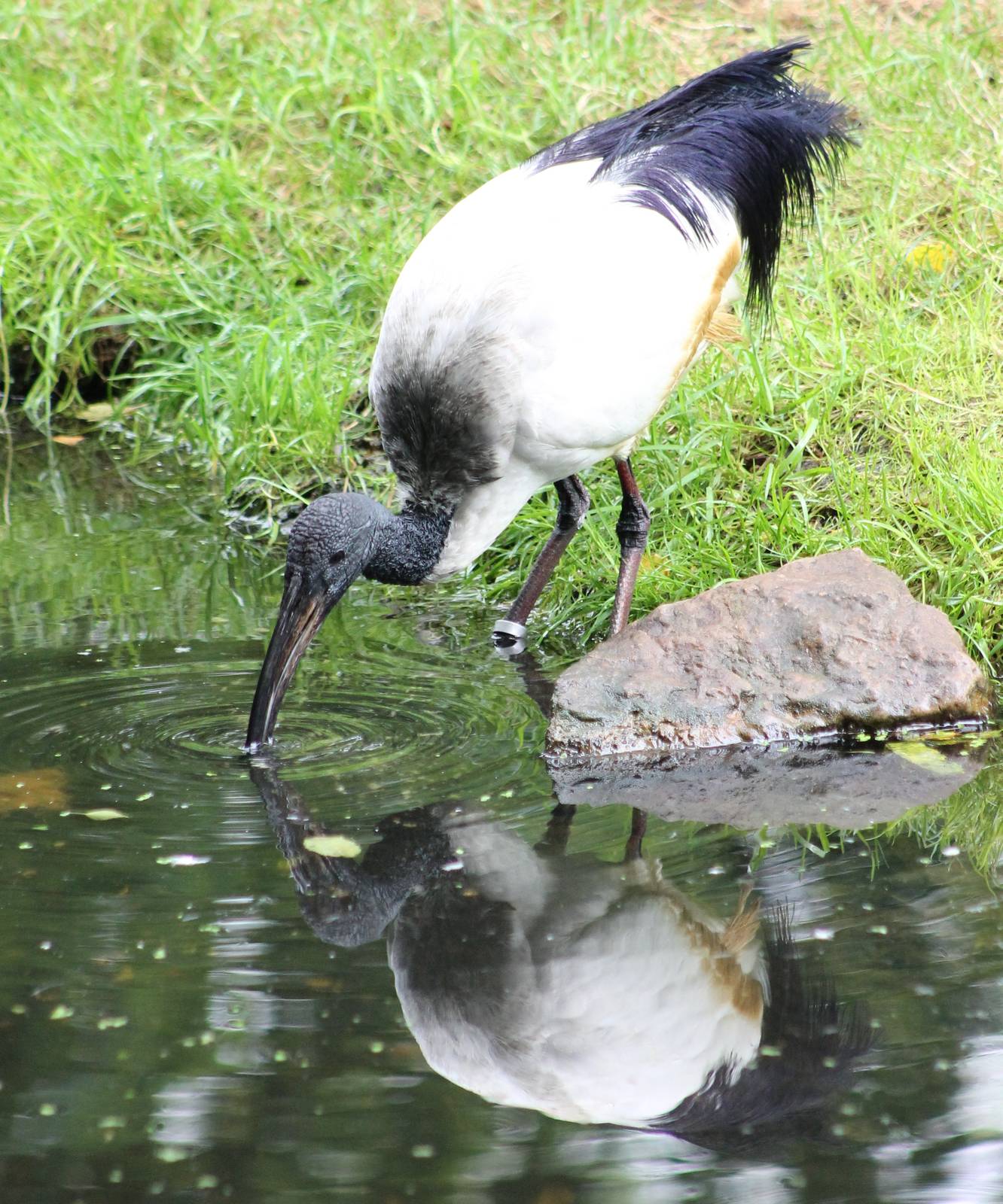 Sacred ibis