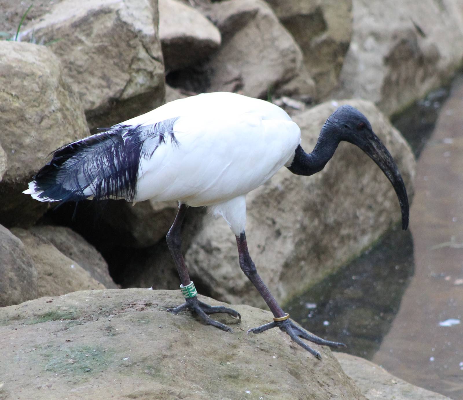 Sacred ibis