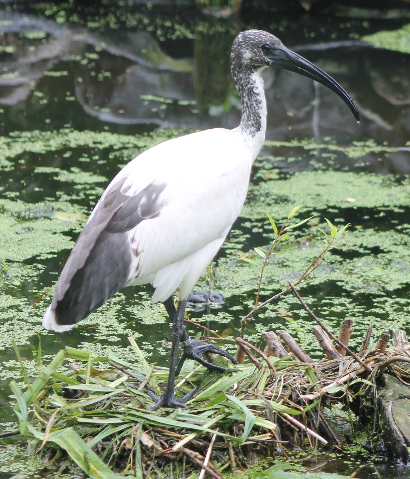 Sacred ibis